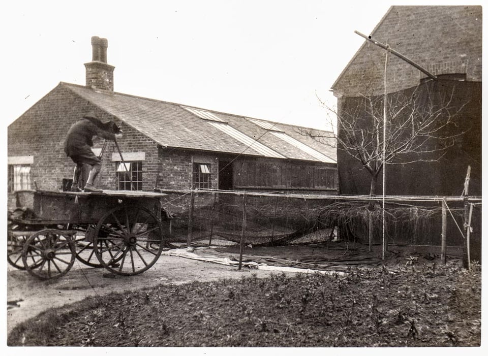 Jesse Amos photographing tree and roots 1927 © NIAB EMR