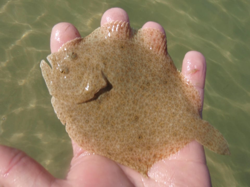 Jeune turbot à son deuxième été. Ses chances de parvenir à l'état adulte sont très faible à cause de la densité des filets de pêche côtiers.