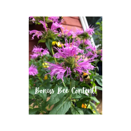 closeup of spiky purple flower with fuzzy bee at lower right, and "Bonus Bee Content" in white script
