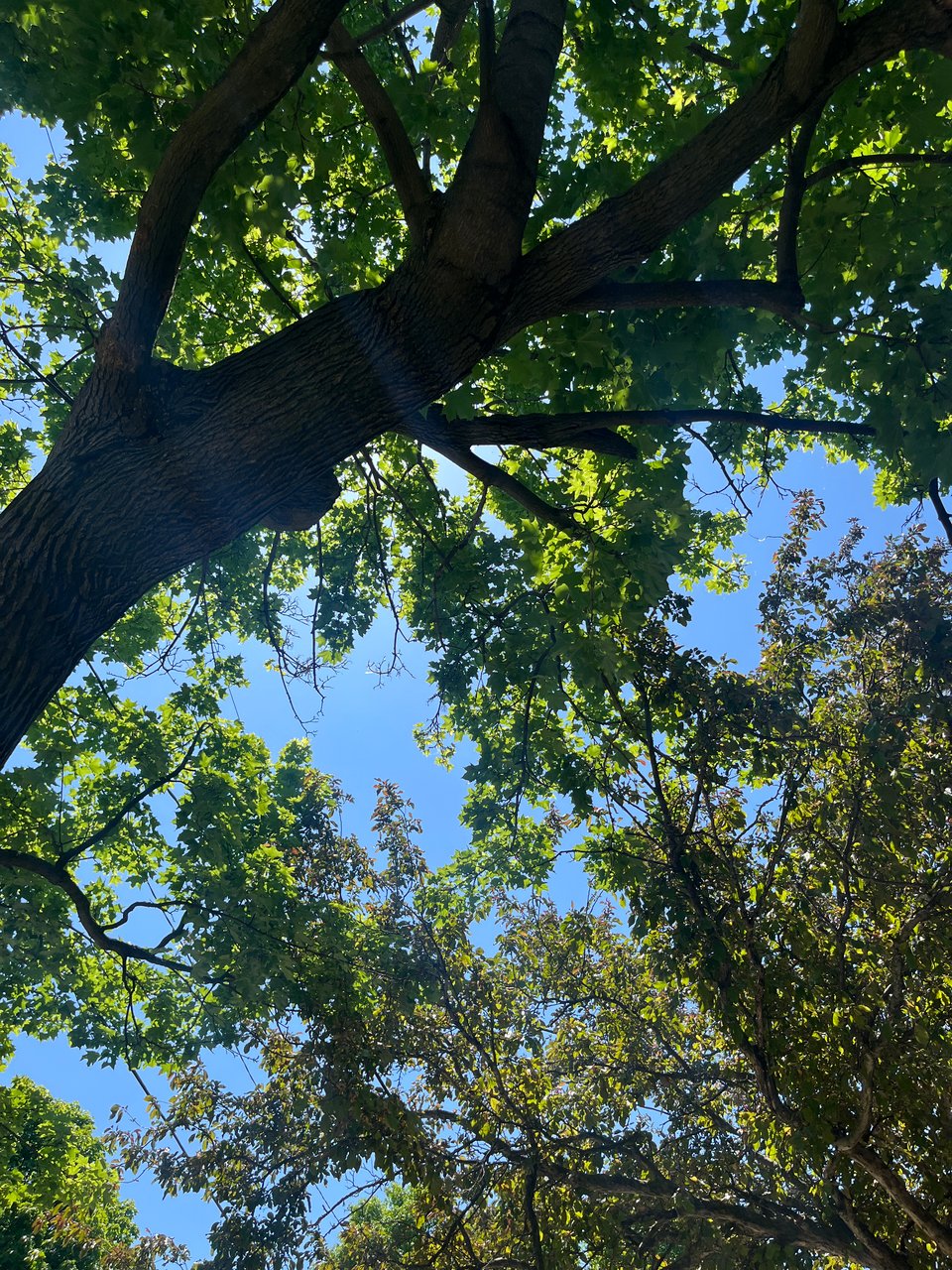view looking up at thick green leaves on branches against light blue sky