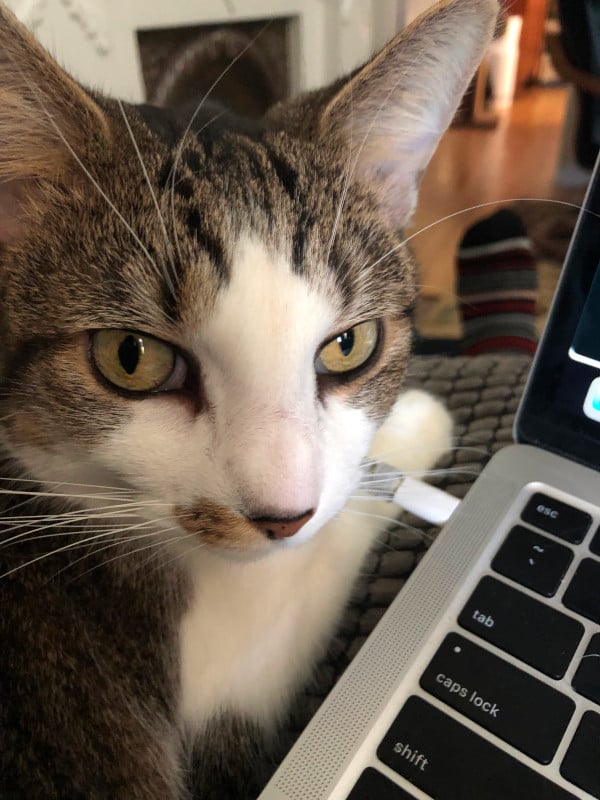 A stripey brown white and orange cat with a brown nose is attempting to occupy my lap, even though the laptop is already there. She looks at the camera disapprovingly.
