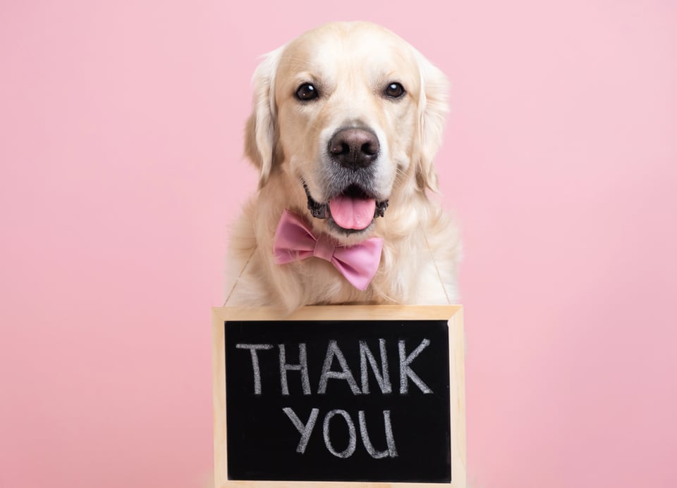 A seated Golden Retriever wearing a Thank You sign written in chalk around its neck.