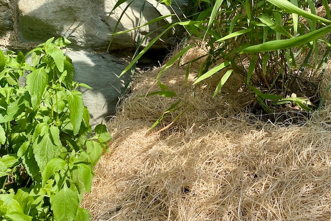 A straw seed germination blanket installed on a slope