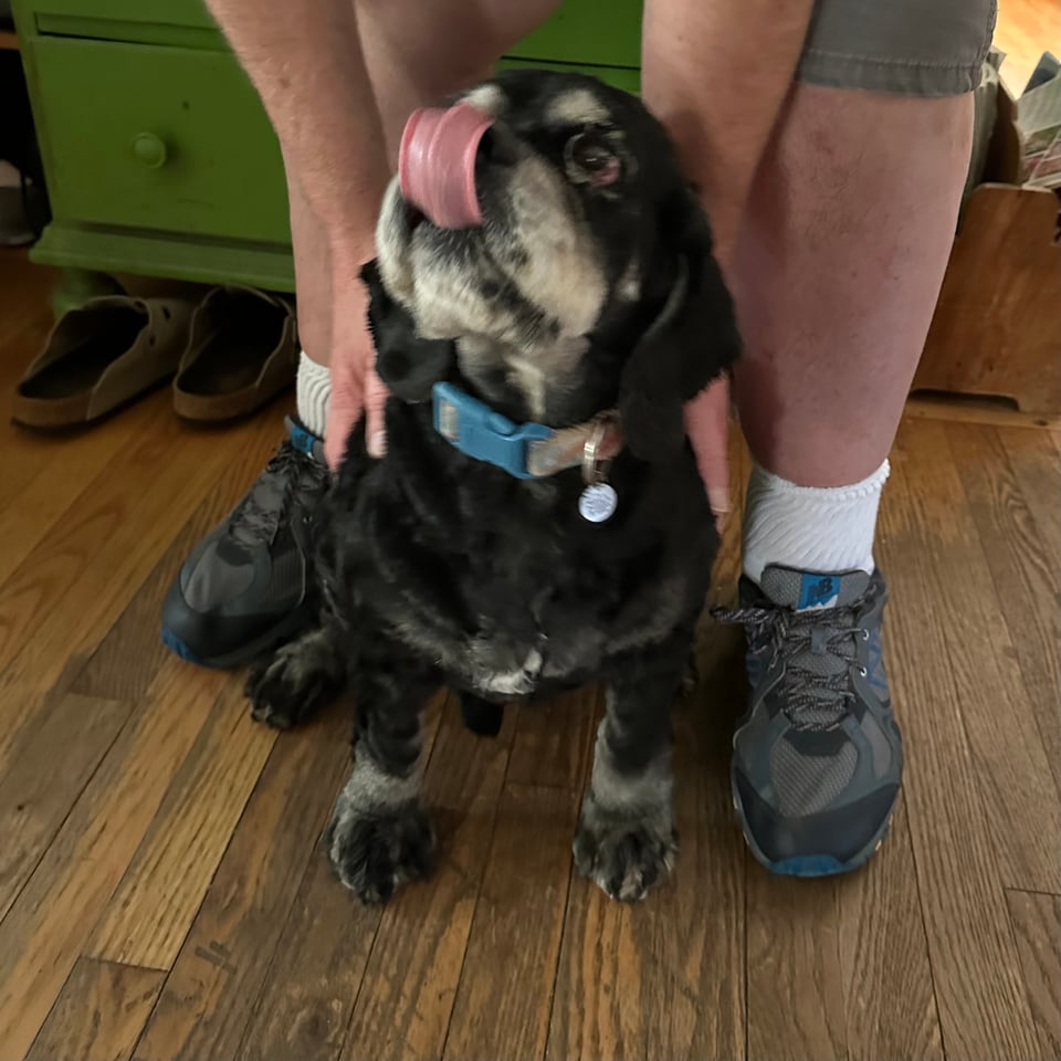 Photo of a spaniel licking its nose