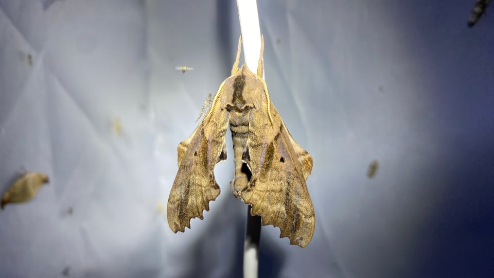 a photo of a beautiful sphinx moth with intricate brown wings with a rough scalloped edge