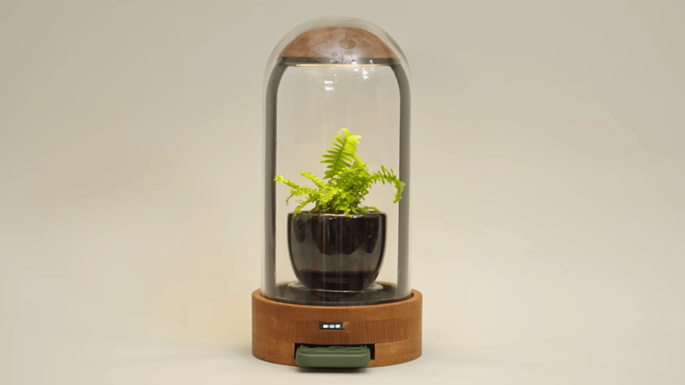 A photo of a bell jar with a plant inside. The bell jar has a thick wooden base with a slot inside it into which an iPhone has been slid. At the top of the bell jar is a wooden semicircle from which light is shining down on the plant. It looks both high tech and warm, The dark wood feels very lo fi