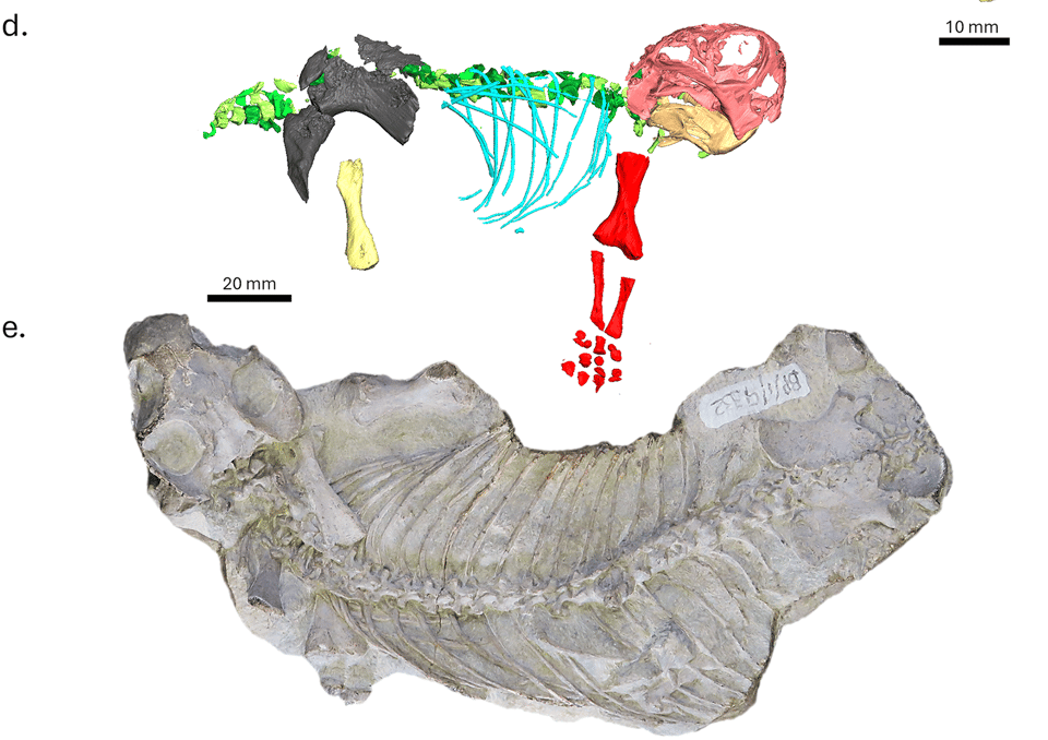 A digital reconstruction of a baby Lystrosaurus skeleton, and a fossil seen from above of a Lystrosaurus skeleton.