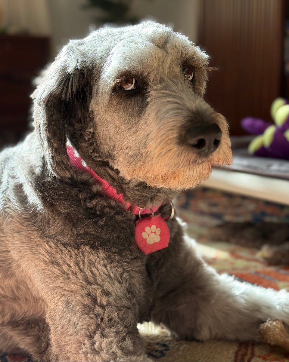 Photo of gray Aussiedoodle with sunlight behind her, illuminating her very long eyelashes