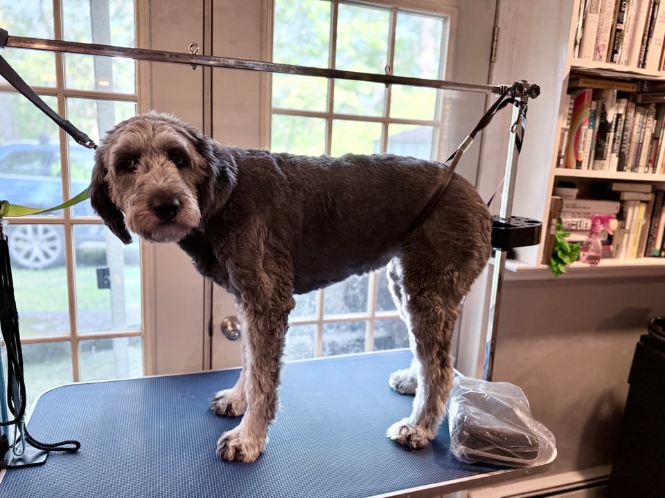 photo of gray aussiedoodle on a table with tethers to a bracket to keep her in place for grooming. She doesn't look happy.