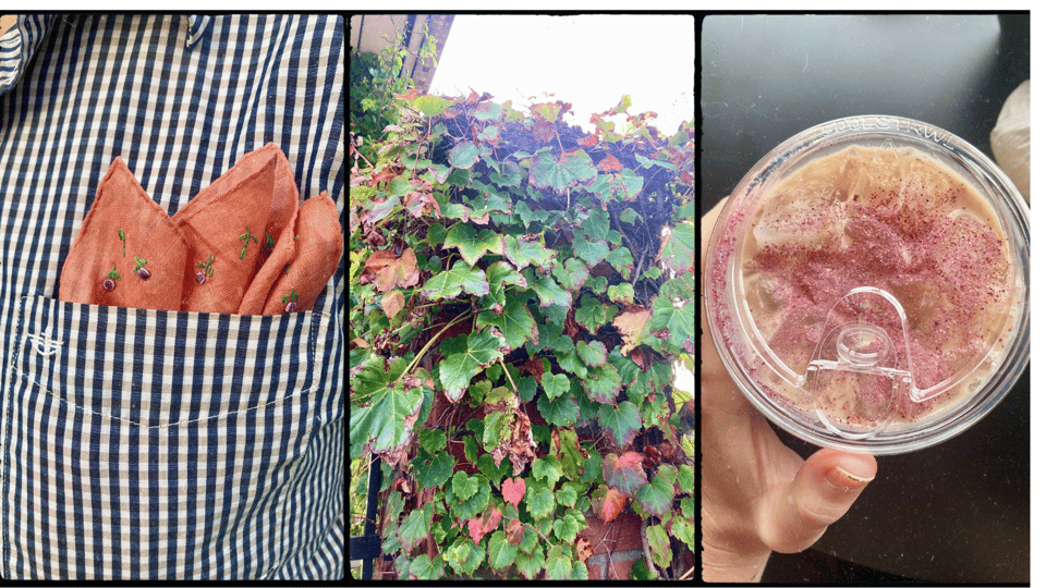 three photos in a grid. L-R: close view of a navy plaid shirt with a salmon-colored pocket square; a vine changing colors; a hand holding an iced rose latte.