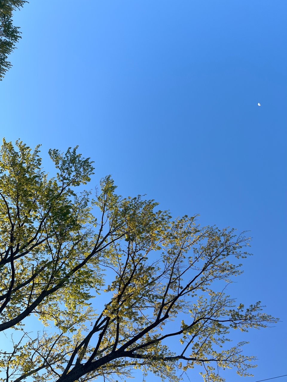 light green leaves on dark branches reaching up towards a small first quarter moon on the upper right edge of the shot