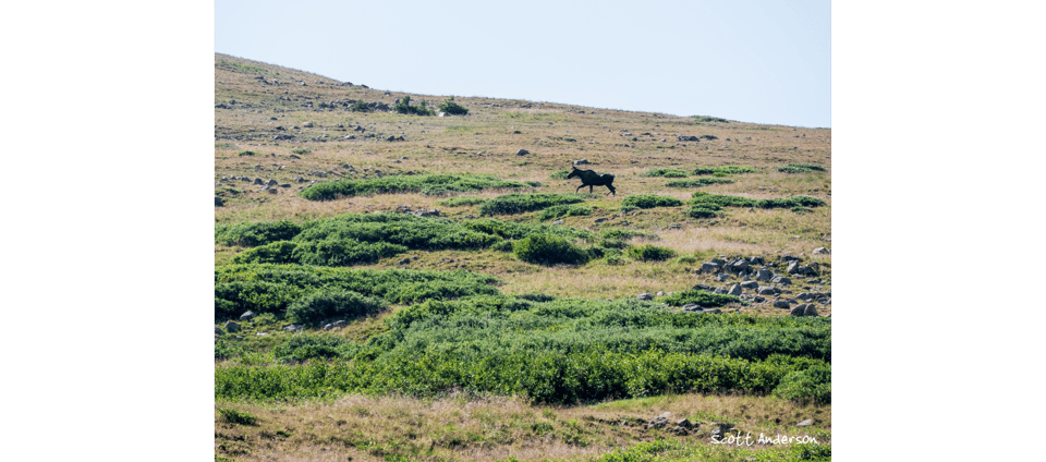 cow moose - photo by Scott Anderson