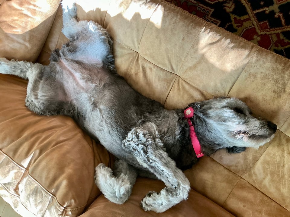 photo from above of a gray aussiedoodle flipped over on her back on a light brown leather sofa, with her rear legs splayed, awaiting belly-scratches