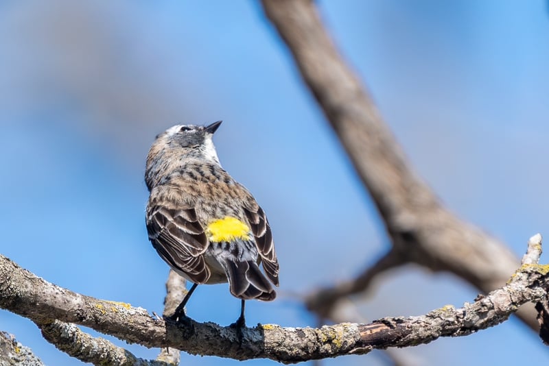Why do they call it a Yellow-rumped Warbler? This is why! (It’s also referred to more colloquially as a “butter butt”) / Photo by Earl Bye