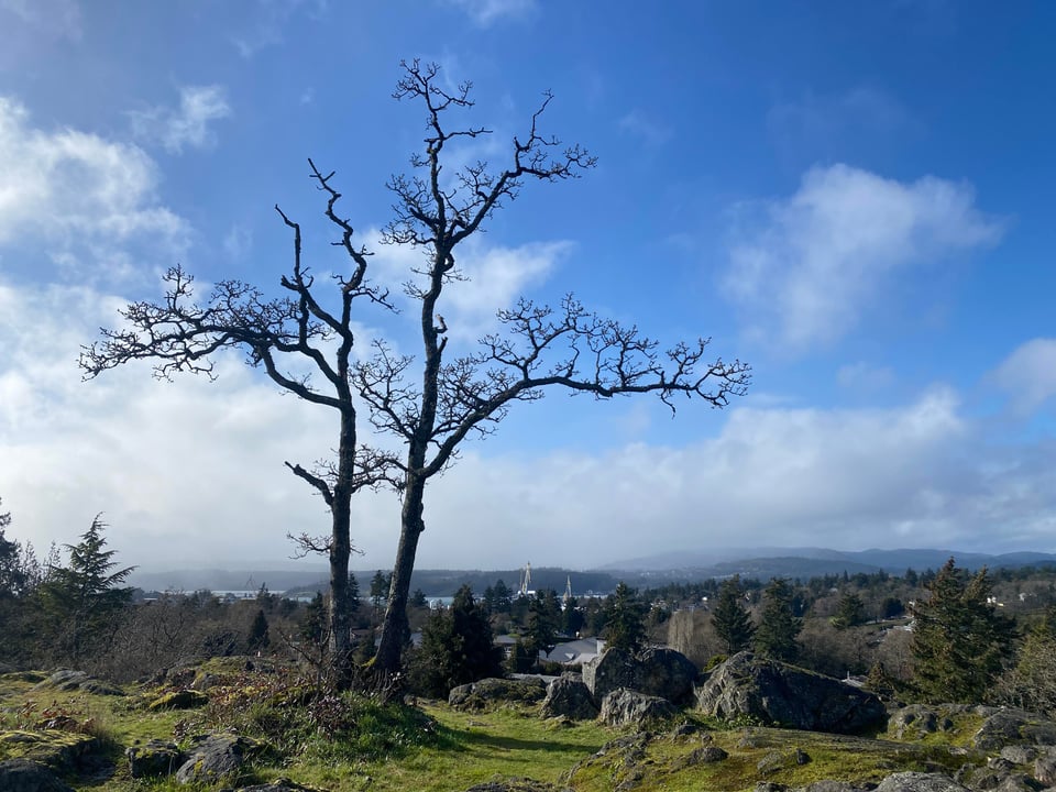 Colour photo. Two small an leafless oak trees stand at a height of land. There is blue sky and a few white clouds in the distance. In the foreground, rocks and grass
