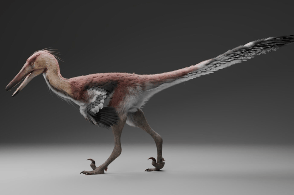 Snappy Raptor Hunted Like a Heron