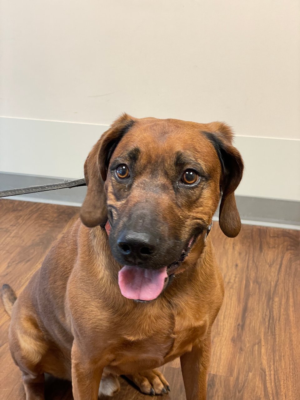 Sammi, a dark brown short-haired hound mix dog with a long snout, long floppy ears and golden-brown eyes is sitting on a wood-patterned plastic laminate floor, panting with ears perked.