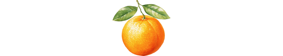 watercolor image of one orange
