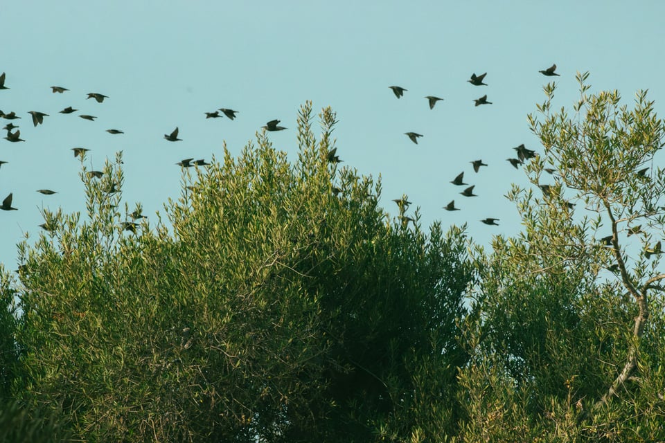 our ruins, their songs