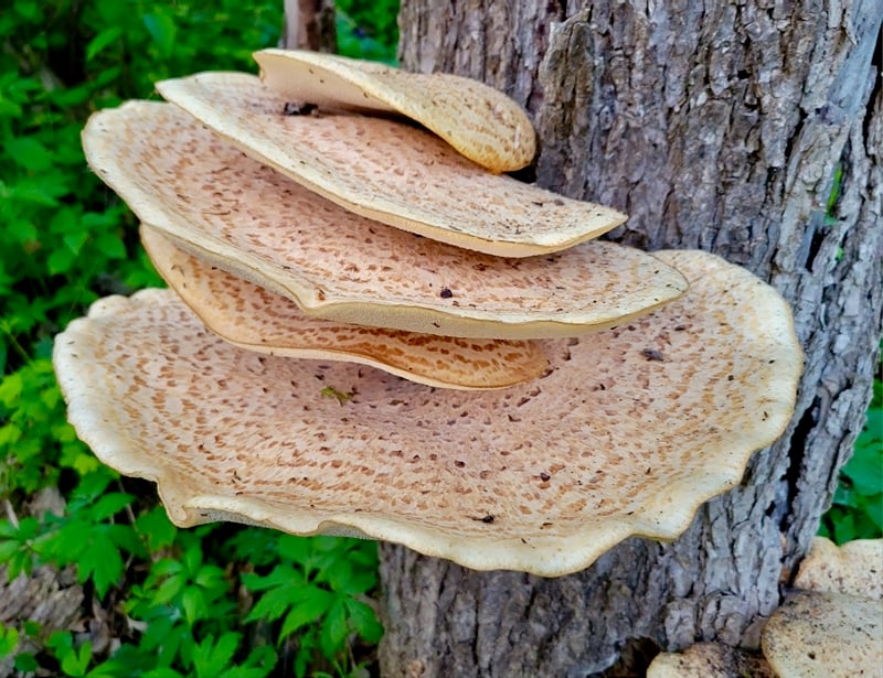 One of the earliest fungi to emerge in the spring—and one you can see all summer into fall—is the pheasantback, or Dryad’s saddle (Polyporus squamosus). These pretty shelf mushrooms act as parasites on living trees (especially elms) and decompose stumps and fallen logs. They smell a little like watermelon rind, and when very fresh, peeled and cooked, they’re edible, but are a little rubbery, and lack the umami flavor of other edible mushrooms like the morels they’re often found near. / Photo by Pamela Miller