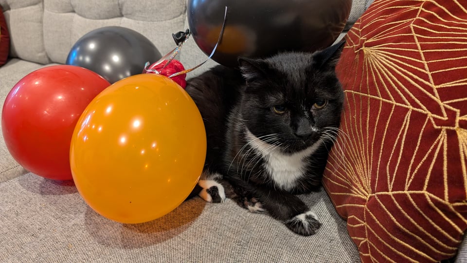 A tuxedo cat, with a pile of balloons on him