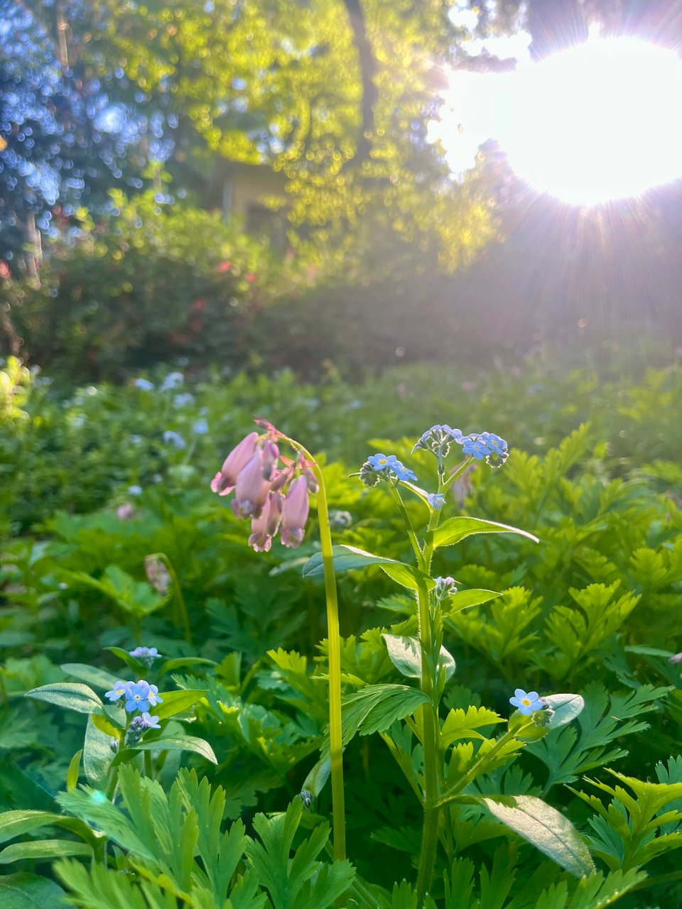 a lush green hillside covered in forget-me-not flowers and bleeding heart flowers and foliage