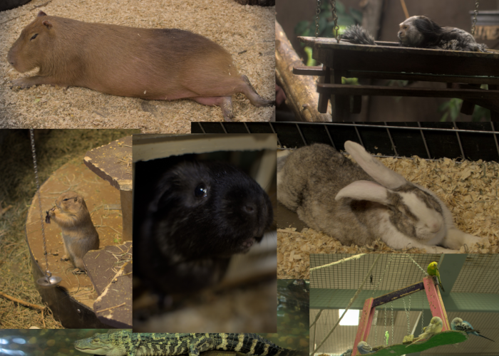 an image collage of animals at a petting zoo: capybara, monkey, prairie dog, guinea pig, rabbit, and a flock of parakeets