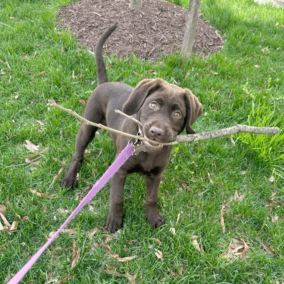 Chocolate Lab puppy, Peri