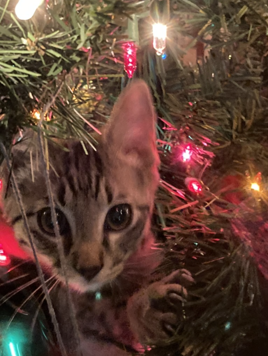 Kitten in Christmas tree