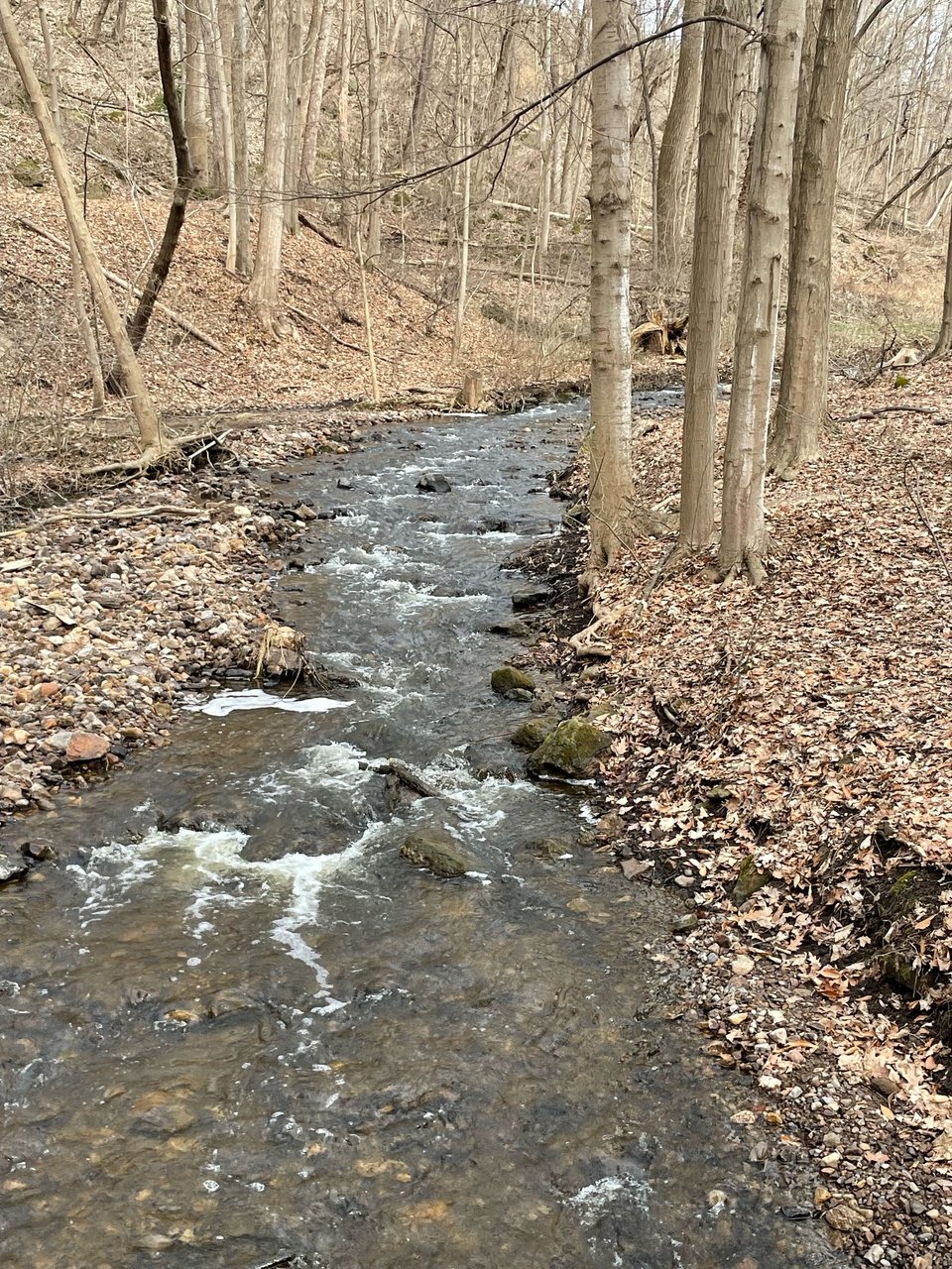 A brook, surrounded by dead leaves, as seen on a clear day in early spring.