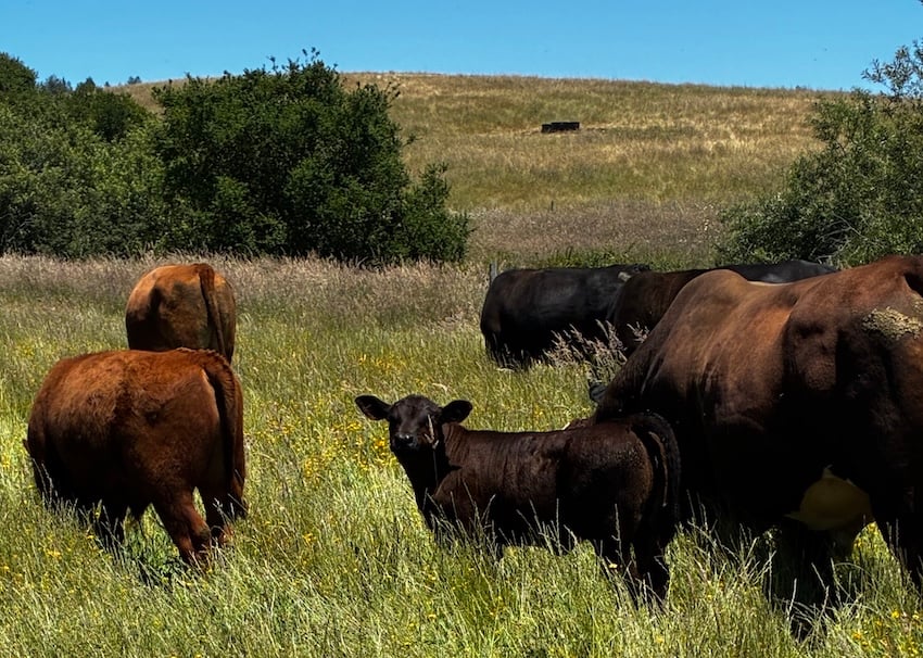 Calf at the center in a field of lush green grass