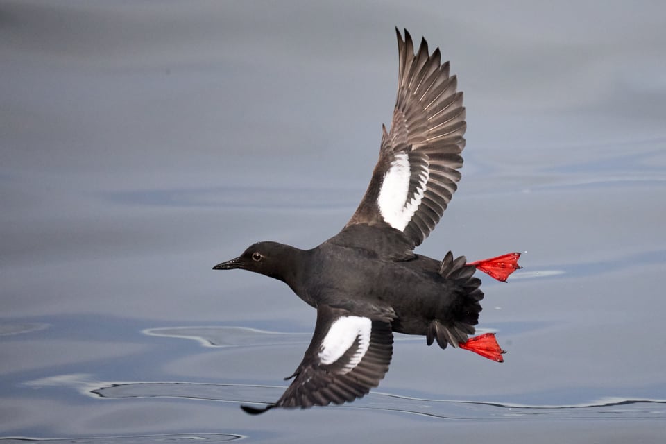A flying seabird with red feet