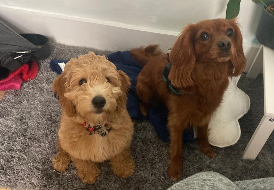 Two of the cutest dogs you ever did see - a golden doodle and a cavoodle.
