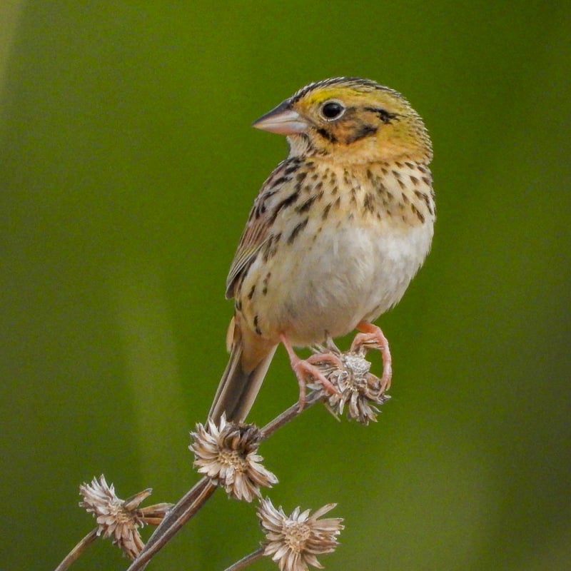 Henslow’s Sparrows can be distinguished from other sparrows by the greenish/olive cast to their face, the yellow spot between their eye and large bill, and their flattish head, with black stripes on the sides of the crown, the breast, and the back. / Photo by Steve Dietz