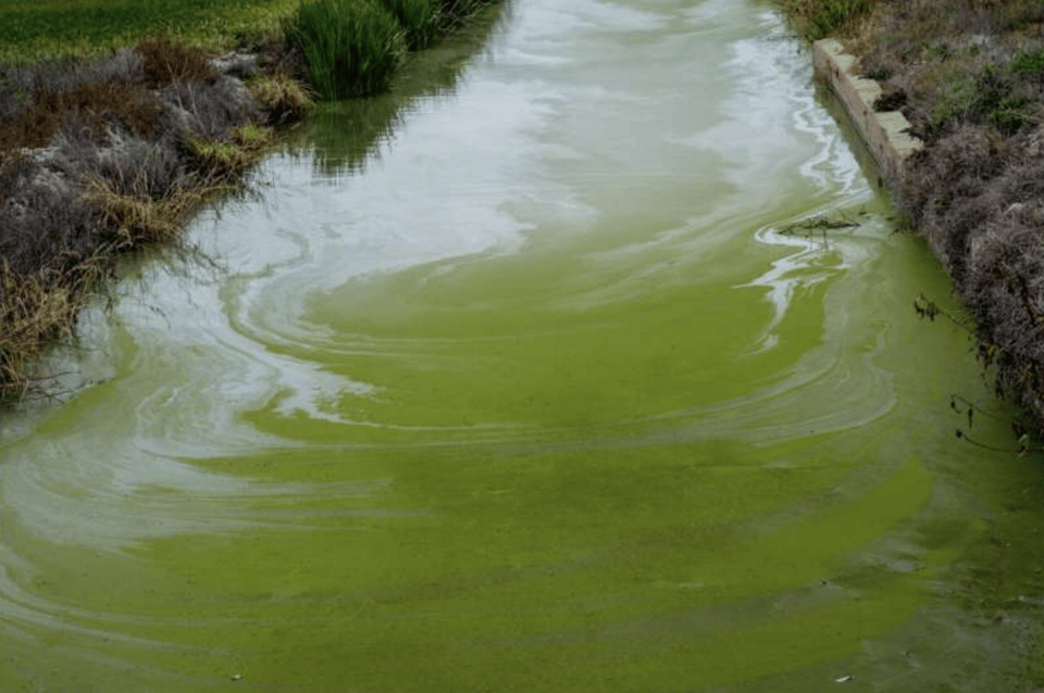 A waterway clogged with an algal bloom.