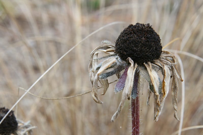 Close-up of a dried, withered flower in a field of tan grasses.