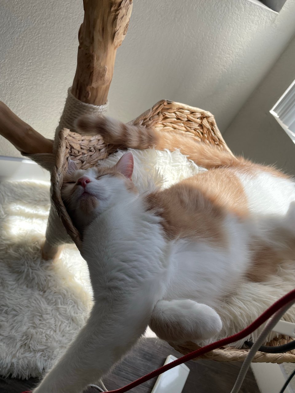 Timmy sleeping awkwardly in a sunbeam