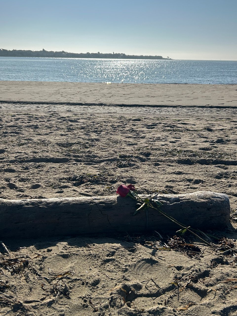 two roses leaning against a log on the beach while the Bay sparkles in the background