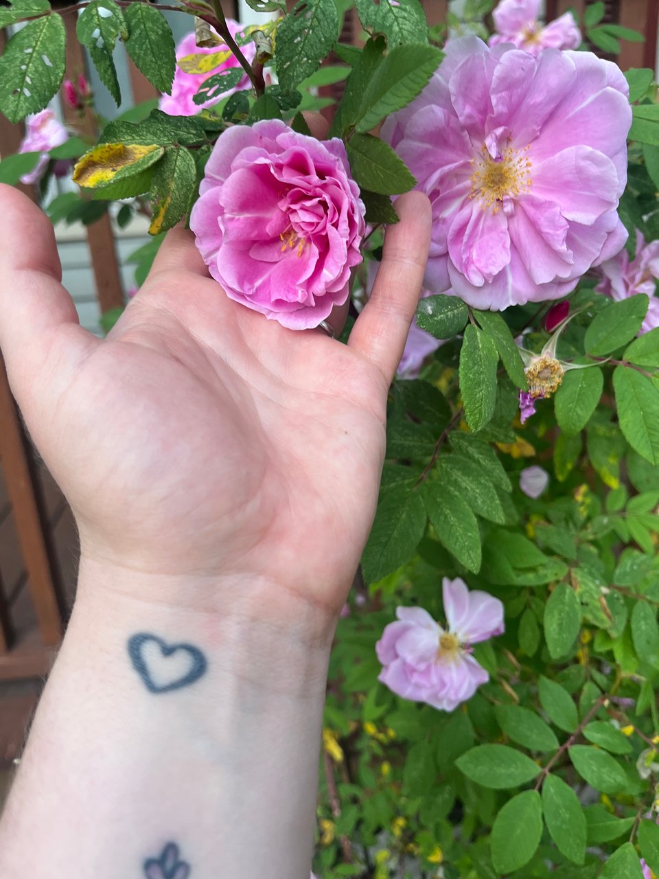 Nola's hand holding a bright pink blossom, her heart tattoo visible on her wrist