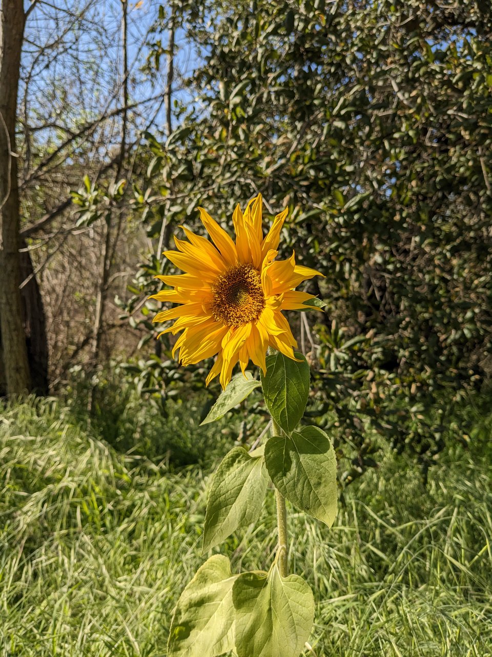 A sunflower in full sun, foregrounding leggy grasses gone to seed, a holly tree, and other bare winter trees