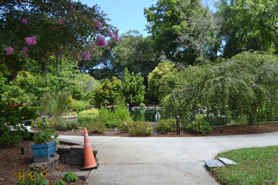 A pond surrounded by a wide variety of trees. One the top left has purple flowers.