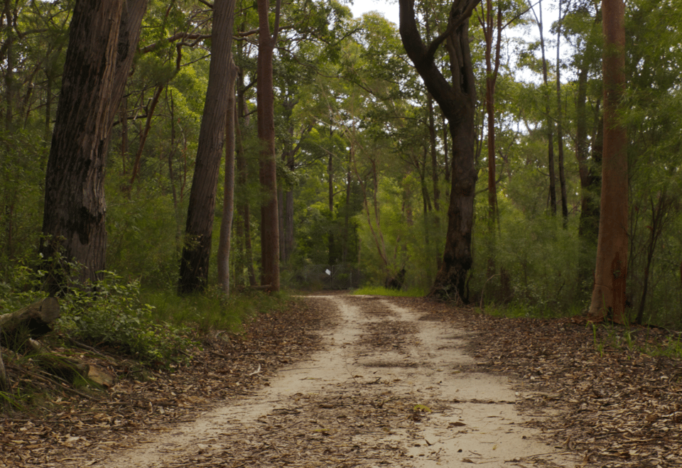 Australian Eucalyptus trees line the hiking trail