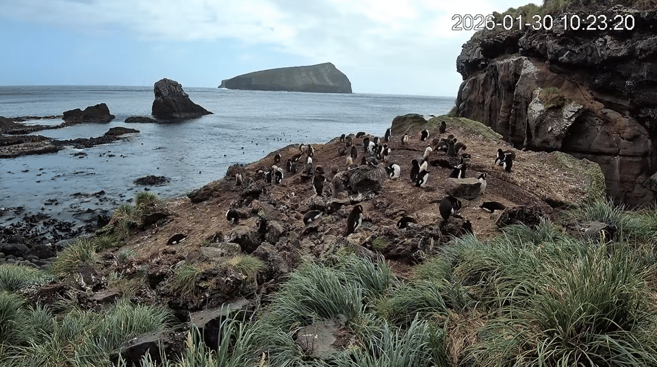 webcam still of a colony of Erect-crested penguins. The penguins are loosely huddled on reddish rocks on the cost of an island. The sea is calm and there are 2 rocky islands in the near distance.