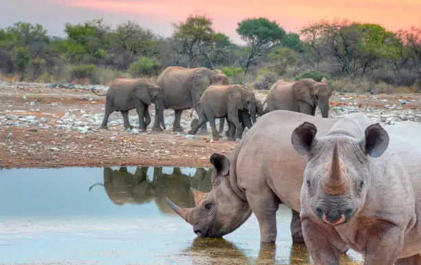 Top 5 Destinations to Find the Big Five on a South African Safari Big 5 Experience