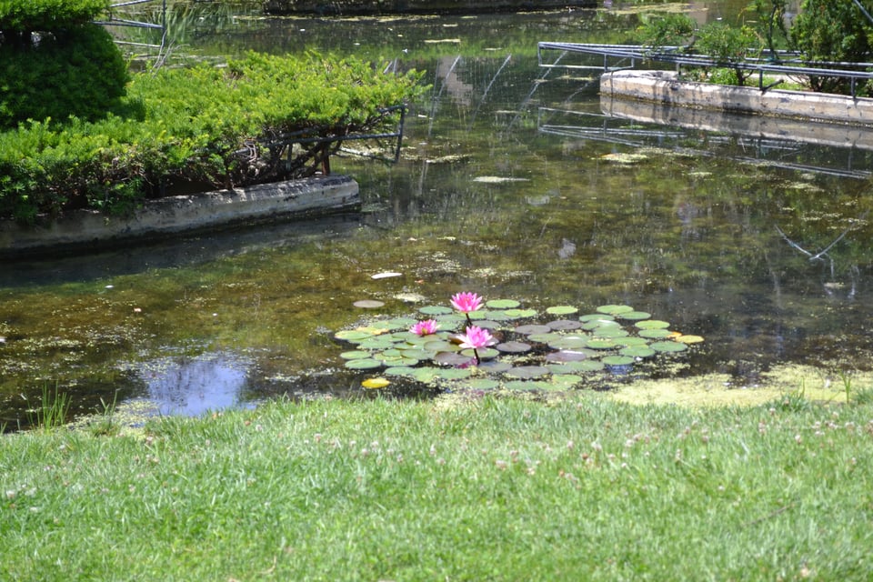 Red waterlilies mark a shallow pond by a grassy lawn.