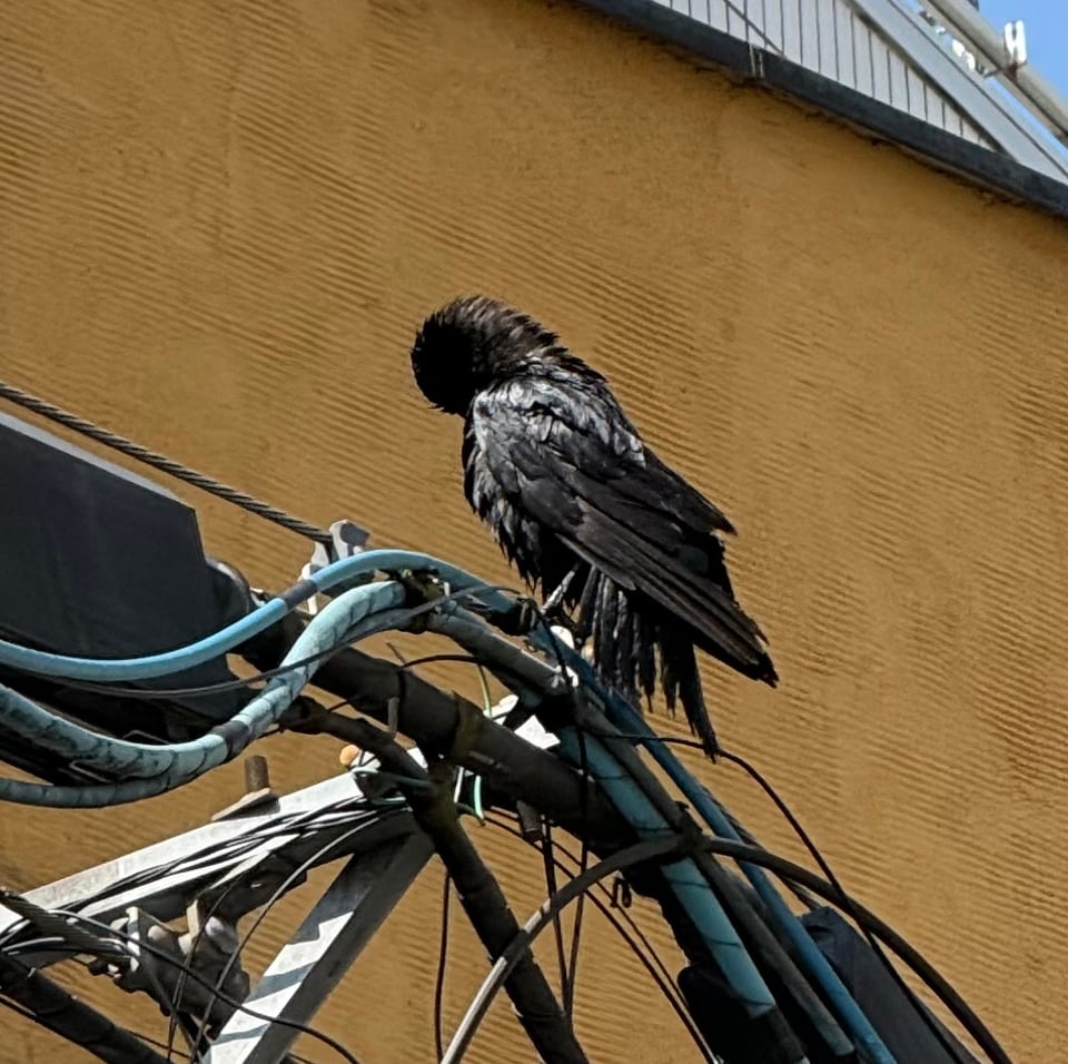 photo of black bird grooming itself in the sun, standing atop a junction of wires/cables