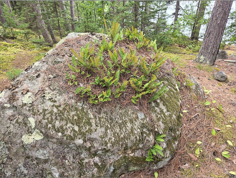 So true when it comes to lichen: “If you notice anything, / it leads you to notice / more / and more.” — Mary Oliver, “The Moths.” / Photo by Steve Dietz