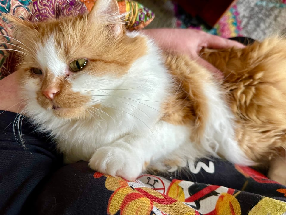 A fluffy orange kitty being held like a human baby with a plaintive look in his dewy eyes