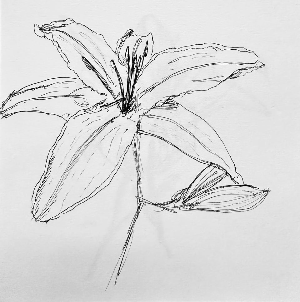 quick ink sketch of a tiger lily