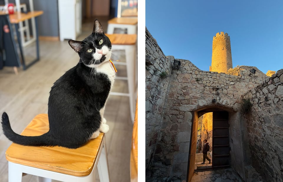 Two photos side by side - a tuxedo cat sits on a bar stool in one photo and another shows a large entrance of the castle with the keep bathed in golden hour sunlight off in the distance.